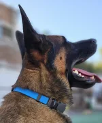 Collar Biothane Celeste Con Cierre HS Sprenger