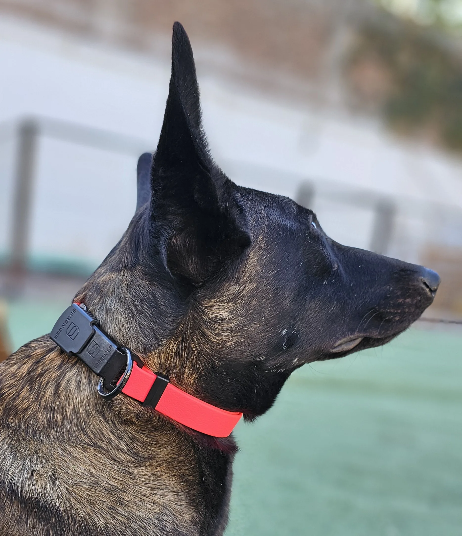 Collar Biothane Rosa Neón Con Cierre HS Sprenger