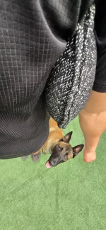 Almohada de Lino Francés XL 1 Asa – Training K9
