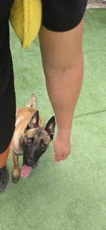 Almohada de Lino Francés XL 1 Asa – Training K9