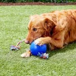 Pelota Con Cuerda Jolly Pets, 4.5 Pulgadas