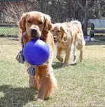 Pelota Con Cuerda Jolly Pets, 8 Pulgadas